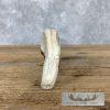 Scrimshaw Warthog Tooth Safari Decor For Sale - Image 8