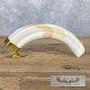 Scrimshaw Warthog Tooth Safari Decor For Sale - Image 10