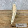 Carved Warthog Tooth Safari Decor For Sale - Image 6
