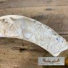 Carved Warthog Tooth Safari Decor For Sale - Image 6