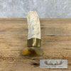 Carved Warthog Tooth Safari Decor For Sale - Image 7