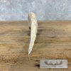 Carved Warthog Tooth Safari Decor For Sale - Image 8