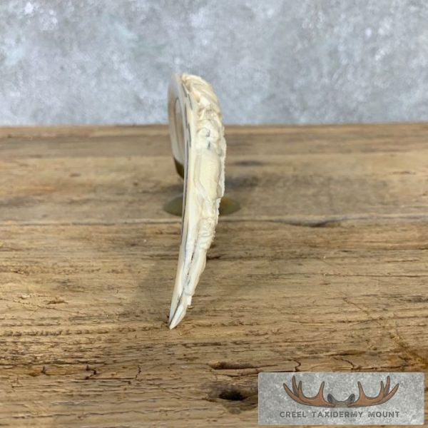 Carved Warthog Tooth Safari Decor For Sale - Image 8