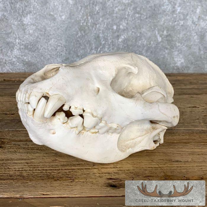 African Spotted Hyena Taxidermy Skull Mount For Sale - Image 2