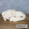 Alaskan Brown Bear Full Skull For Sale - Image 4