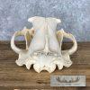 Alaskan Brown Bear Full Skull For Sale - Image 7