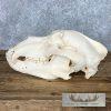 Alaskan Brown Bear Full Skull For Sale - Image 3