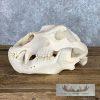 Alaskan Brown Bear Full Skull For Sale - Image 2
