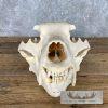 Alaskan Brown Bear Full Skull For Sale - Image 5