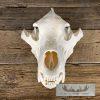 Alaskan Brown Bear Full Skull For Sale - Image 6