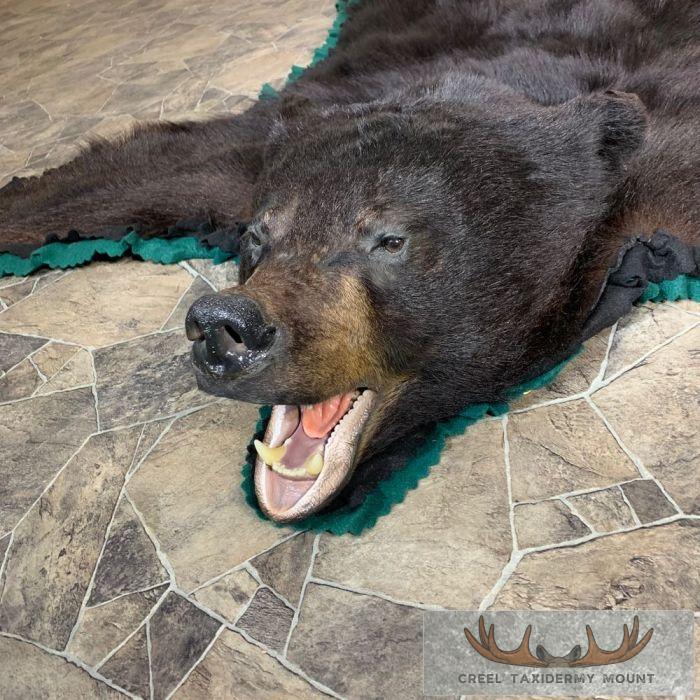 Black Bear Full-Size Taxidermy Rug For Sale - Image 10