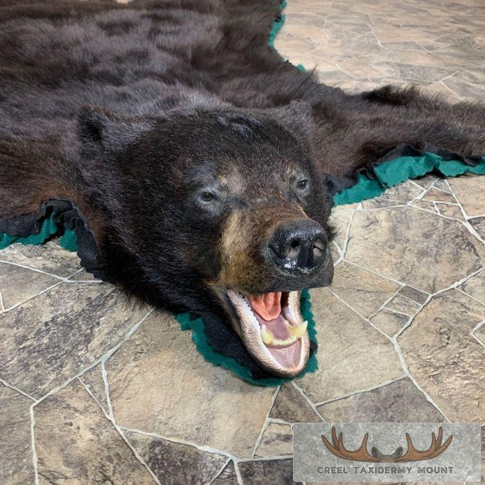 Black Bear Full-Size Taxidermy Rug For Sale - Image 11