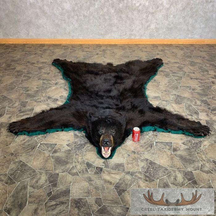 Black Bear Full-Size Taxidermy Rug For Sale - Image 3