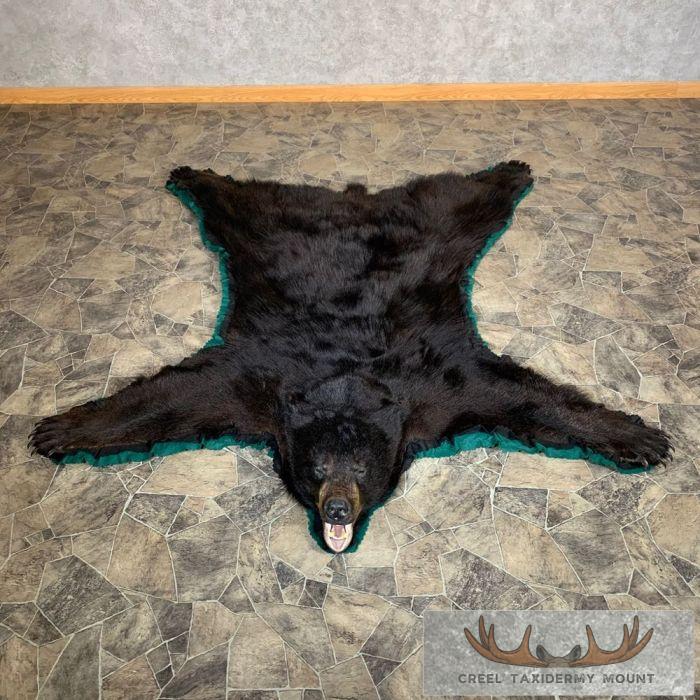 Black Bear Full-Size Taxidermy Rug For Sale - Image 2