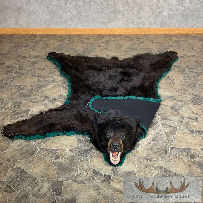 Black Bear Full-Size Taxidermy Rug For Sale - Image 4