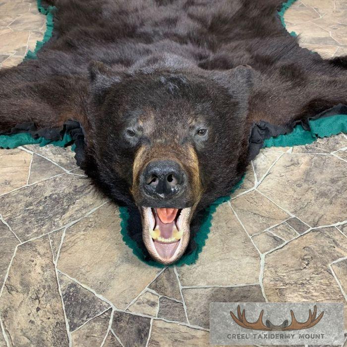 Black Bear Full-Size Taxidermy Rug For Sale - Image 9