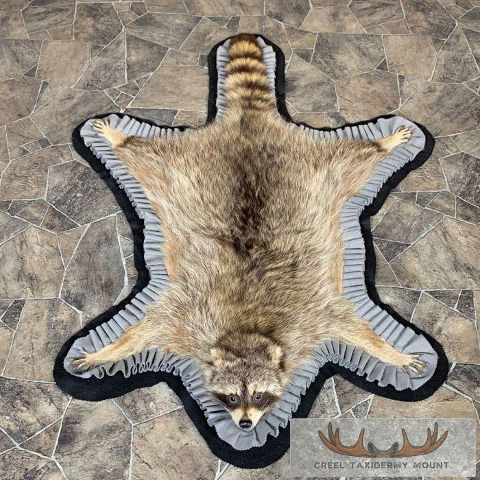 Real Racoon Skin Rug Raccoon Full-Size Rug - Creel Taxidermy