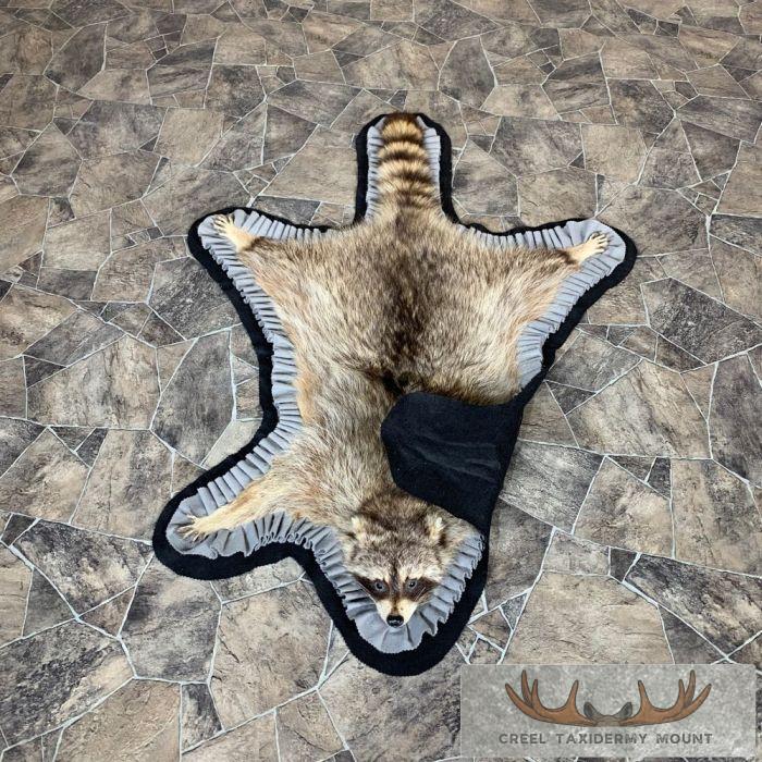 Real Racoon Skin Rug Raccoon Full-Size Rug - Creel Taxidermy