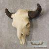 American Buffalo/Bison Skull Taxidermy Mount For Sale - Image 2