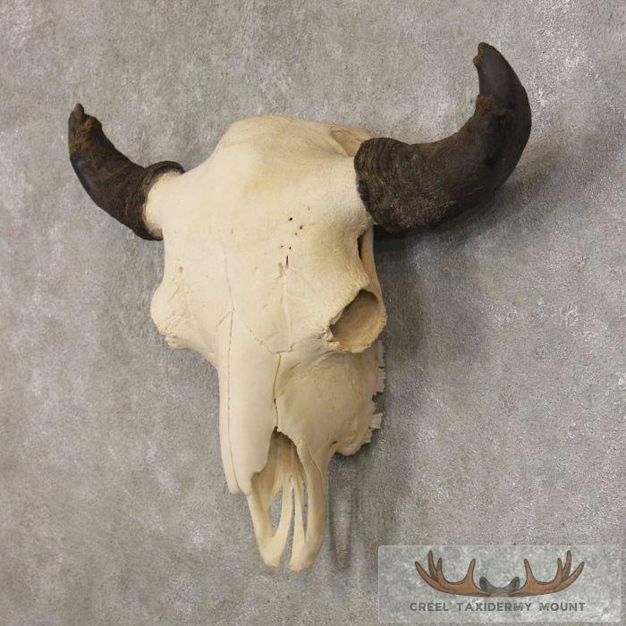 American Buffalo/Bison Skull Taxidermy Mount For Sale - Image 2