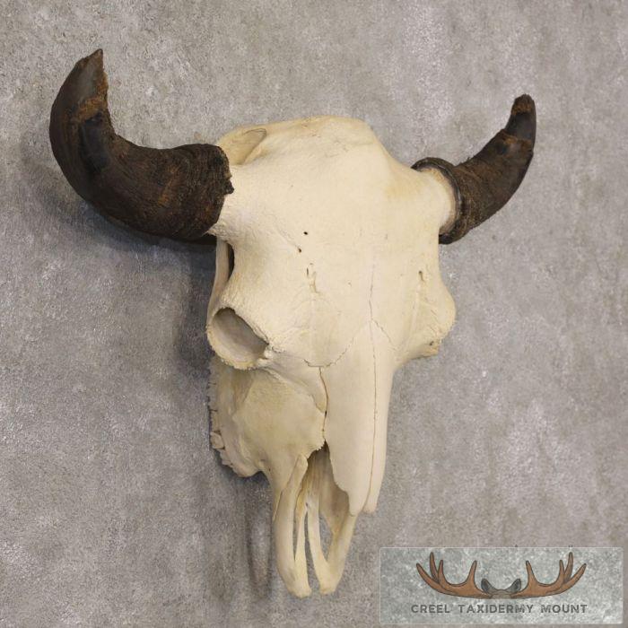 American Buffalo/Bison Skull Taxidermy Mount For Sale - Image 3