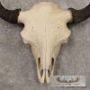 American Buffalo/Bison Skull Taxidermy Mount For Sale - Image 4