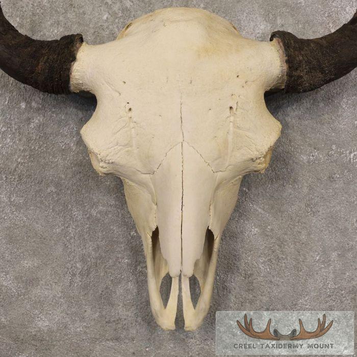American Buffalo/Bison Skull Taxidermy Mount For Sale - Image 4