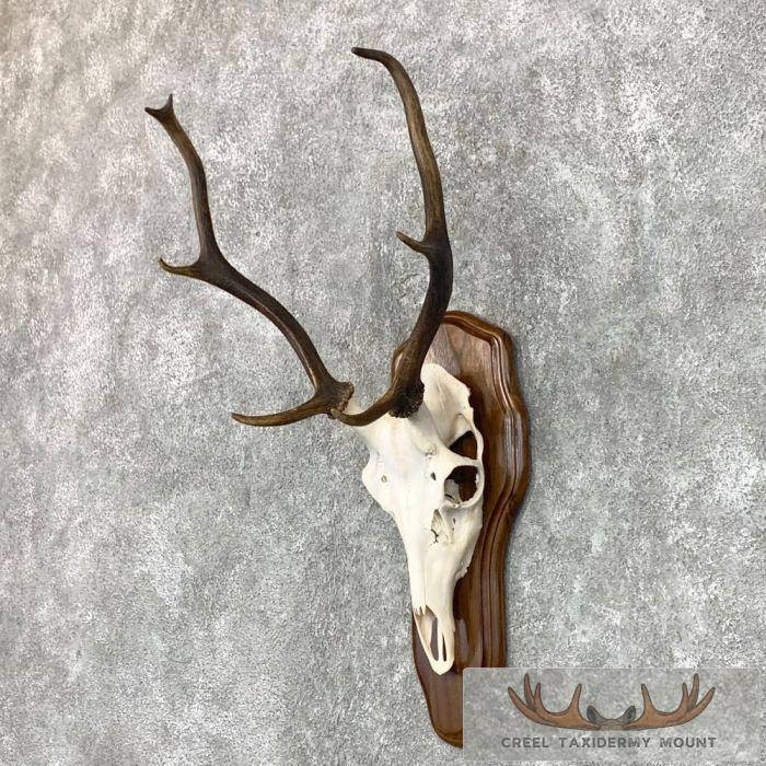 Sika Deer Skull Plaque Taxidermy Mount For Sale - Image 3