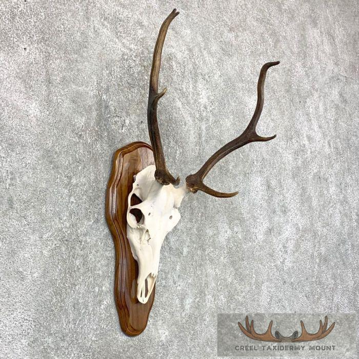 Sika Deer Skull Plaque Taxidermy Mount For Sale - Image 2