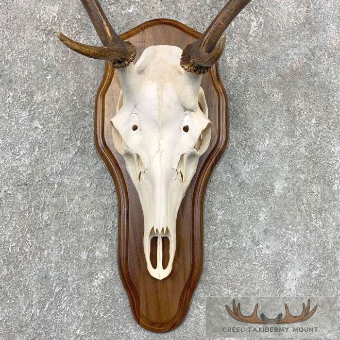Sika Deer Skull Plaque Taxidermy Mount For Sale - Image 4