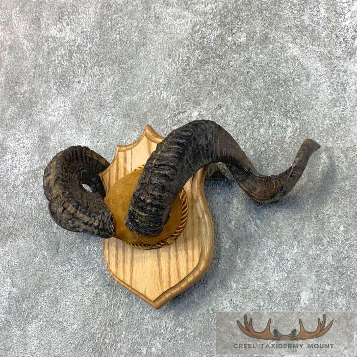 Corsican Ram Plaque Taxidermy Mount For Sale - Image 2