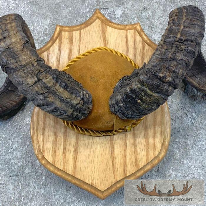 Corsican Ram Plaque Taxidermy Mount For Sale - Image 4