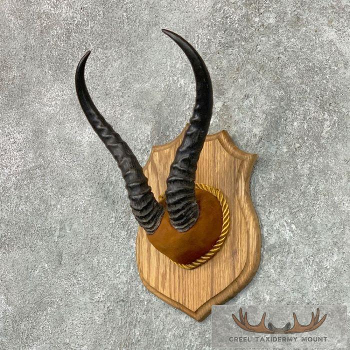African Springbok Plaque Taxidermy Mount For Sale - Image 2