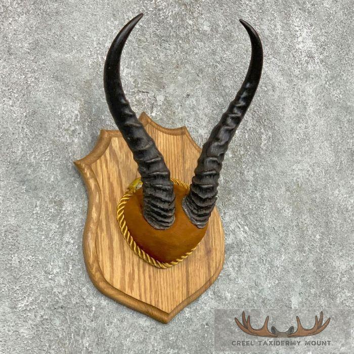 African Springbok Plaque Taxidermy Mount For Sale - Image 3