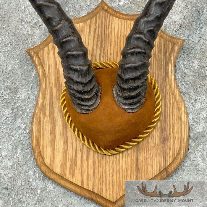 African Springbok Plaque Taxidermy Mount For Sale - Image 4