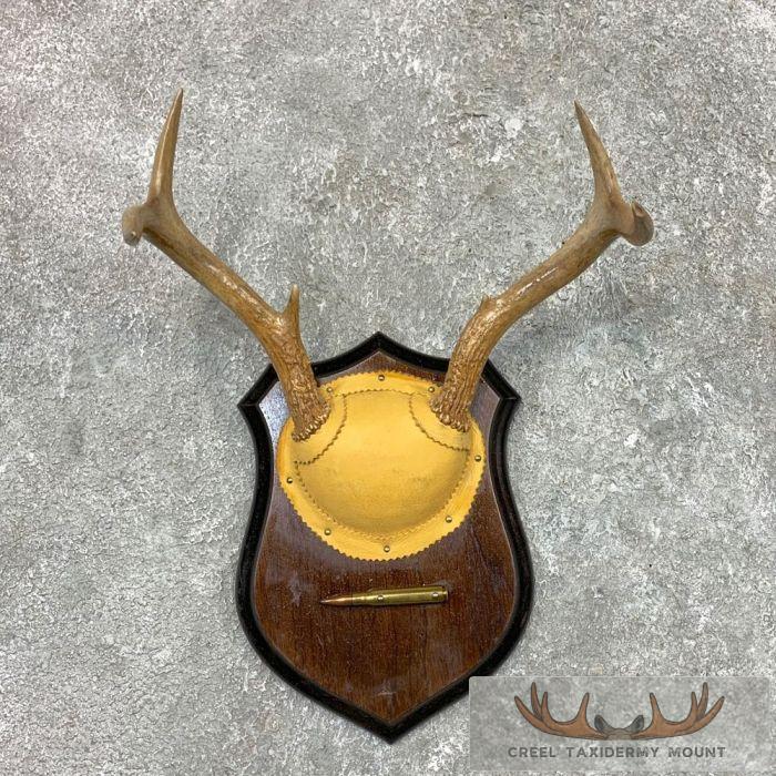 Whitetail Deer Antler Plaque Pair Taxidermy For Sale - Image 4