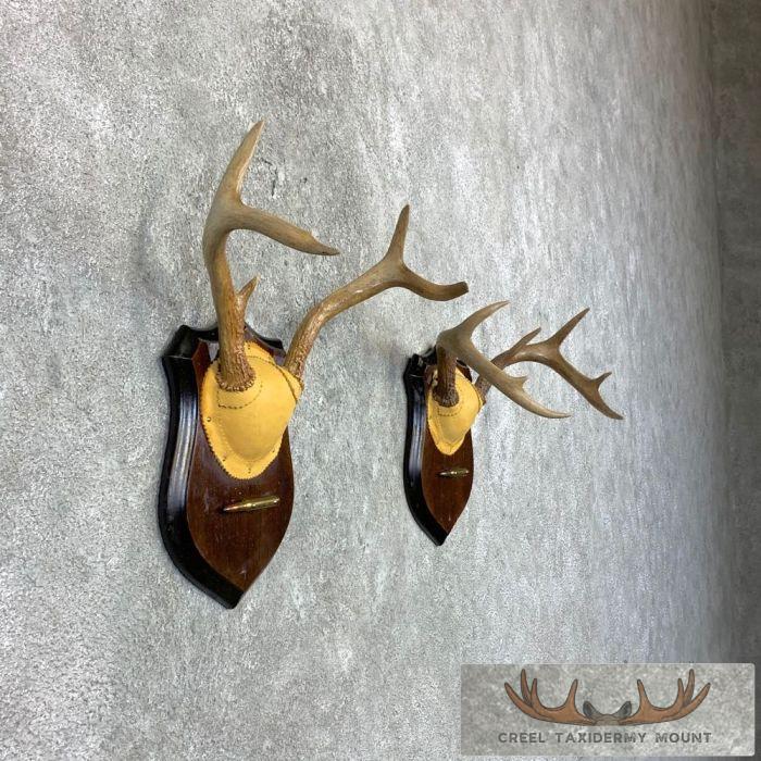 Whitetail Deer Antler Plaque Pair Taxidermy For Sale - Image 3