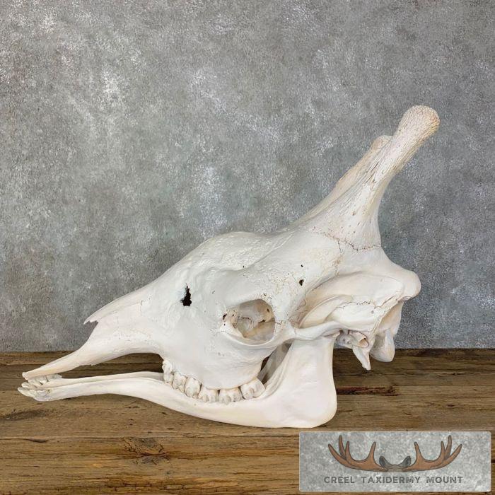 African Giraffe Full Skull Taxidermy Mount For Sale - Image 3