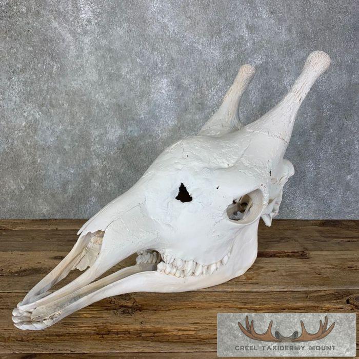 African Giraffe Full Skull Taxidermy Mount For Sale - Image 2