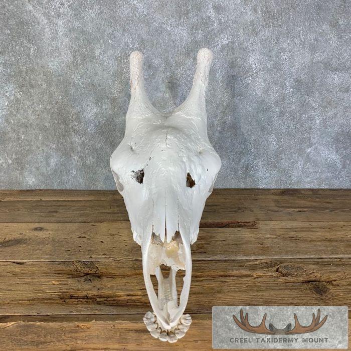 African Giraffe Full Skull Taxidermy Mount For Sale - Image 5