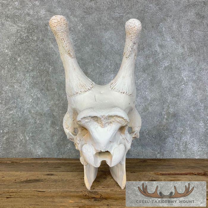 African Giraffe Full Skull Taxidermy Mount For Sale - Image 6