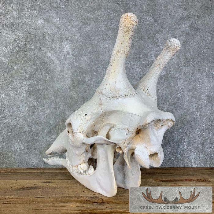 African Giraffe Full Skull Taxidermy Mount For Sale - Image 7