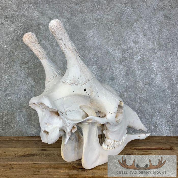 African Giraffe Full Skull Taxidermy Mount For Sale - Image 8