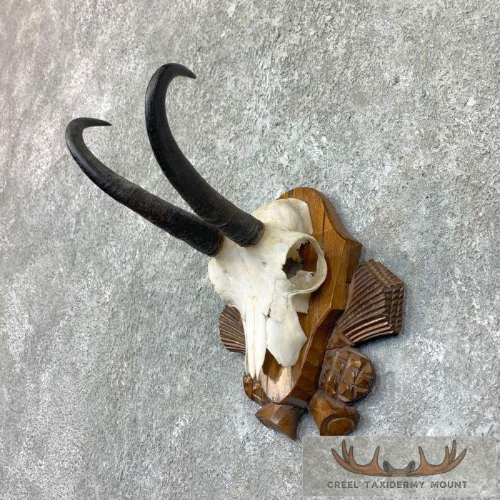 Austrian Chamois Taxidermy Plaque Mount For Sale
