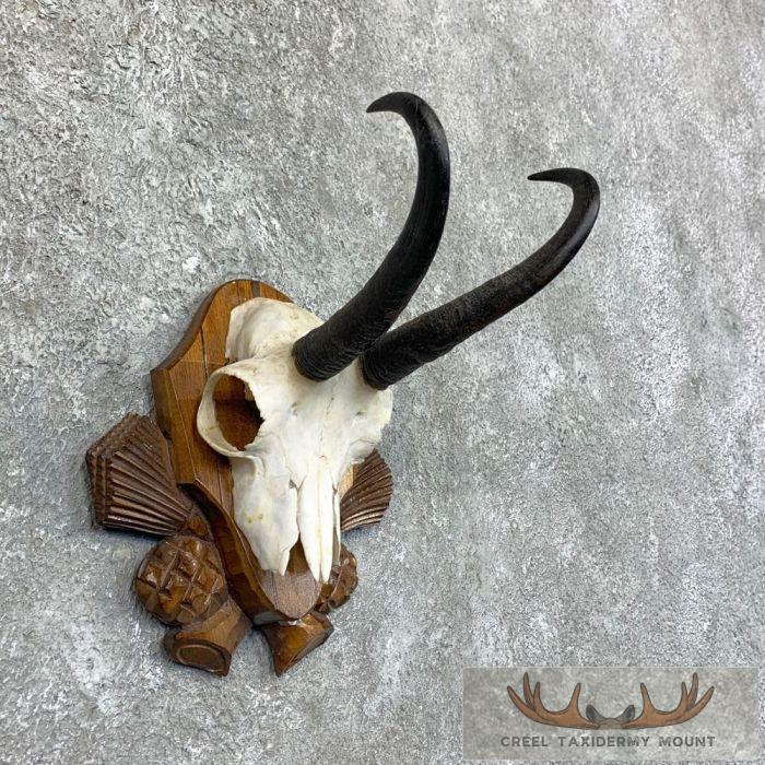 Austrian Chamois Taxidermy Plaque Mount For Sale - Image 2