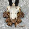 Austrian Chamois Taxidermy Plaque Mount For Sale - Image 4