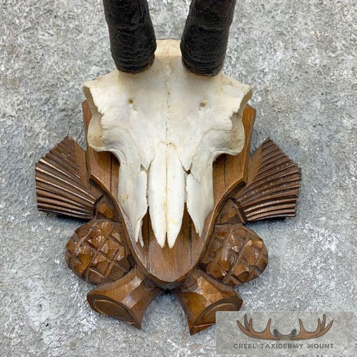 Austrian Chamois Taxidermy Plaque Mount For Sale - Image 4