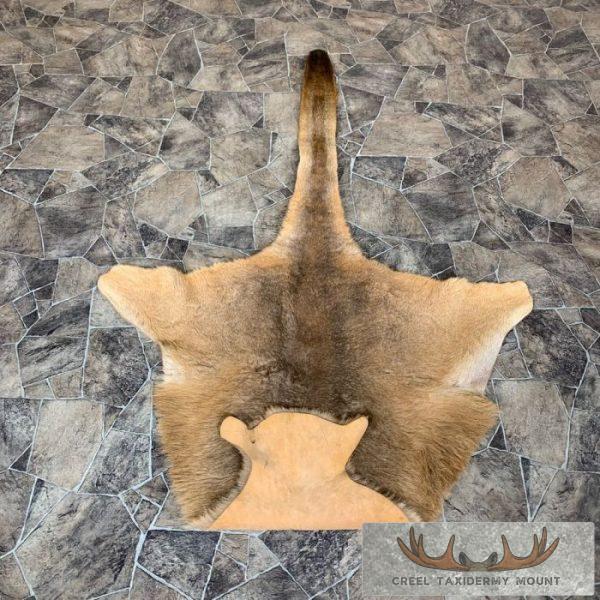 Kangaroo Hide Rug Kangaroo Taxidermy Hide For Sale For Sale | Creel Taxidermy