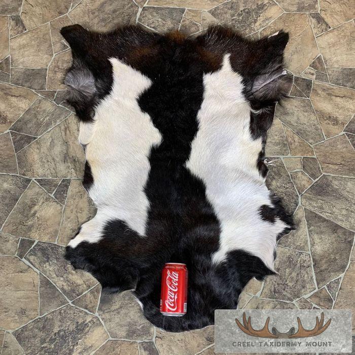 Goat Hide Taxidermy Tanned Skin For Sale - Image 2