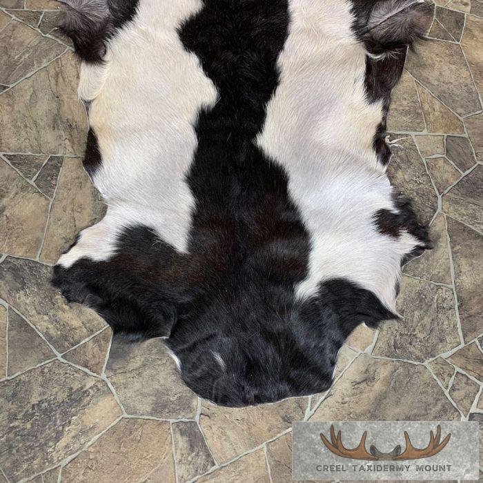 Goat Hide Taxidermy Tanned Skin For Sale - Image 3